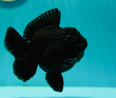 AAA Grade Black Godzilla Oranda Female 4.5 inches #0407OR_999