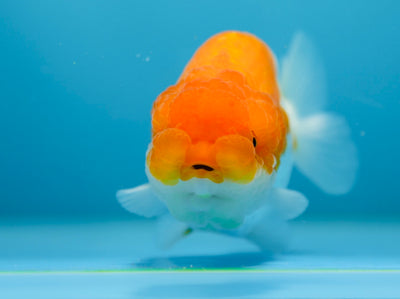 León chu rojo y blanco supergrande de 3,5 a 4 pulgadas, hembra n.° 1120RC_11