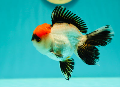 Mâle AAA Super Special Tancho Oranda 4,5 pouces #0331OR_10