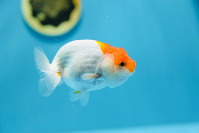 Lionchu 3,5-4 pulgadas Macho #1209_12