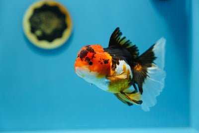 Oranda tricolor superhembra de 5 a 5,5 pulgadas n.° 1109TO_02