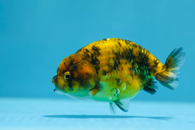 Super Tiger Lionchu 3,5-4 pouces #1223RC_14