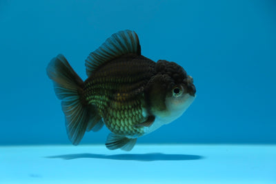 Yuanbao Female 4-4.5 inches #0112YB_14