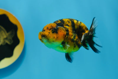 Super Tiger Lionchu 3-3.5 inches #1223RC_11