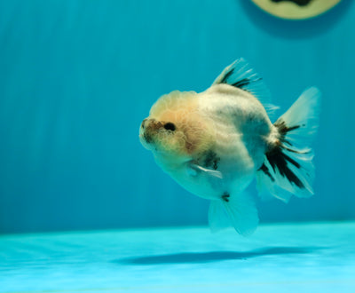 Yuanbao White Tiger Female 4-4.5 inches Female #0224_02