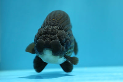 Super Black Lionchu 4.5-5 inches Male #1223RC_05