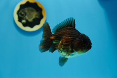 Yuanbao macho de 4 a 4,5 pulgadas n.° 1216YB_04