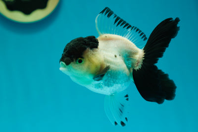 Panda Oranda Hembra 4-4.5 pulgadas #0331OR_04