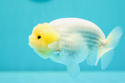 Roi Lion Blanche Neige de qualité AAA 4-4,5 pouces #0331LK_03