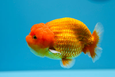 Lionchu macho de 4 a 4,5 pulgadas #0112RC_05