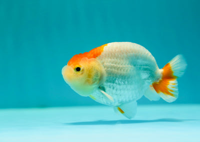 Buffle thaï Ranchu mâle 3,5-4 pouces #0310RC_18