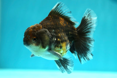 Oranda Calico Kirin masculino 3.5-4 pulgadas #0217YB_06