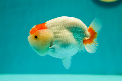 Super Roi Lion de catégorie AAA 4-4,5 pouces #0414LC_03