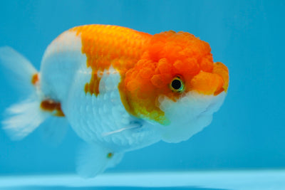 LionQueen hembra de 4,5 a 5 pulgadas #0119RC_06