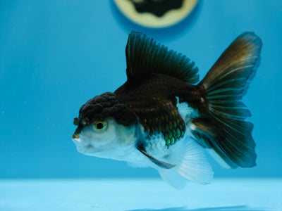 Oranda 5-5,5 pouces #0106OR_08
