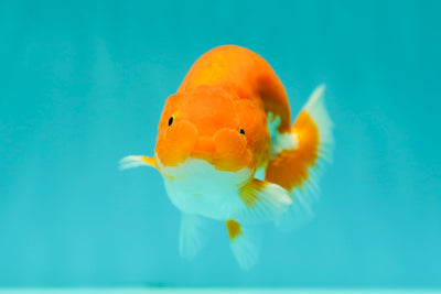 Buffalo Ranchu Mâle 4-4,5 pouces #0414RC_25