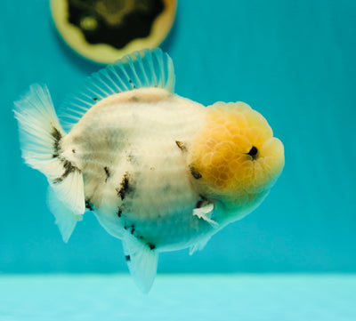 Femelle Yuanbao Jumbo Bulldog de catégorie AAA 5,5 pouces #0407YB_02