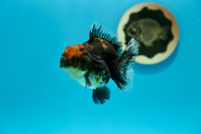 Yuanbao Kirin red head Female 4 inches #0210YB_08