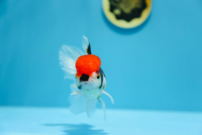 Oranda mâle tricolore à tête rouge AAA 4,5 à 5 pouces #1201_21