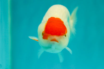 Buffle du Santa Snow Ranchu femelle 4,5 pouces #0421LC_07