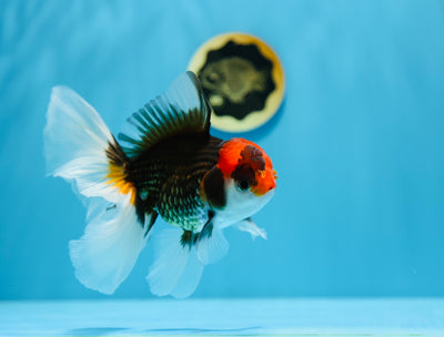 AAA Super Special Tricolor Oranda 5,5-6 pouces #1216OR_05