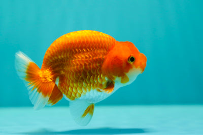 Buffle à bosse Ranchu mâle 4-4,5 pouces #0317RC_09