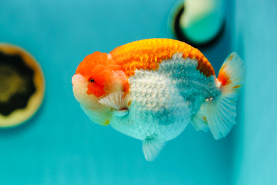 Roi Lion Super Chunky de qualité AAA 5-5,5 pouces #0414LC_01