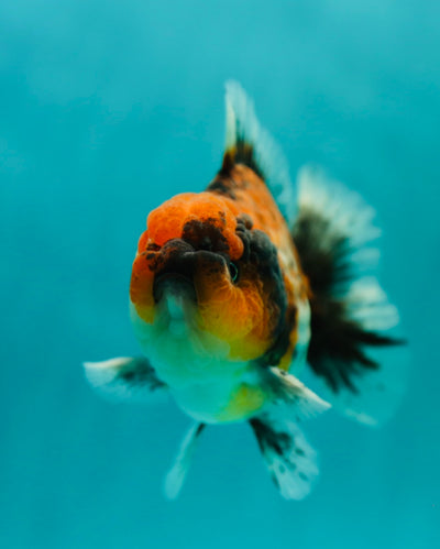 Mâle Yuanbao Calico Mat 4-4,5 pouces #0407YB_04