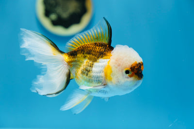 Tricolor Oranda Male 4.5-5 inches #0106OR_09