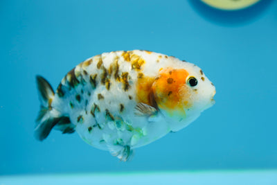 Hembra de Calico Ranchu de 5 a 5,5 pulgadas, n.° 1118RC_02