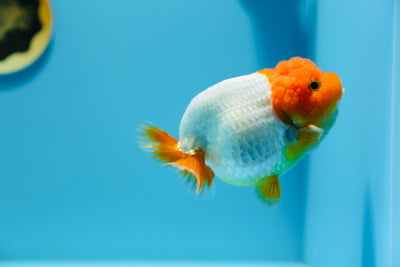 AAA Lionchu Red Head Female 4.5-5 inches #1212_01