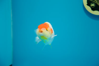 León chu rojo y blanco macho de 3,5 a 4 pulgadas n.° 5