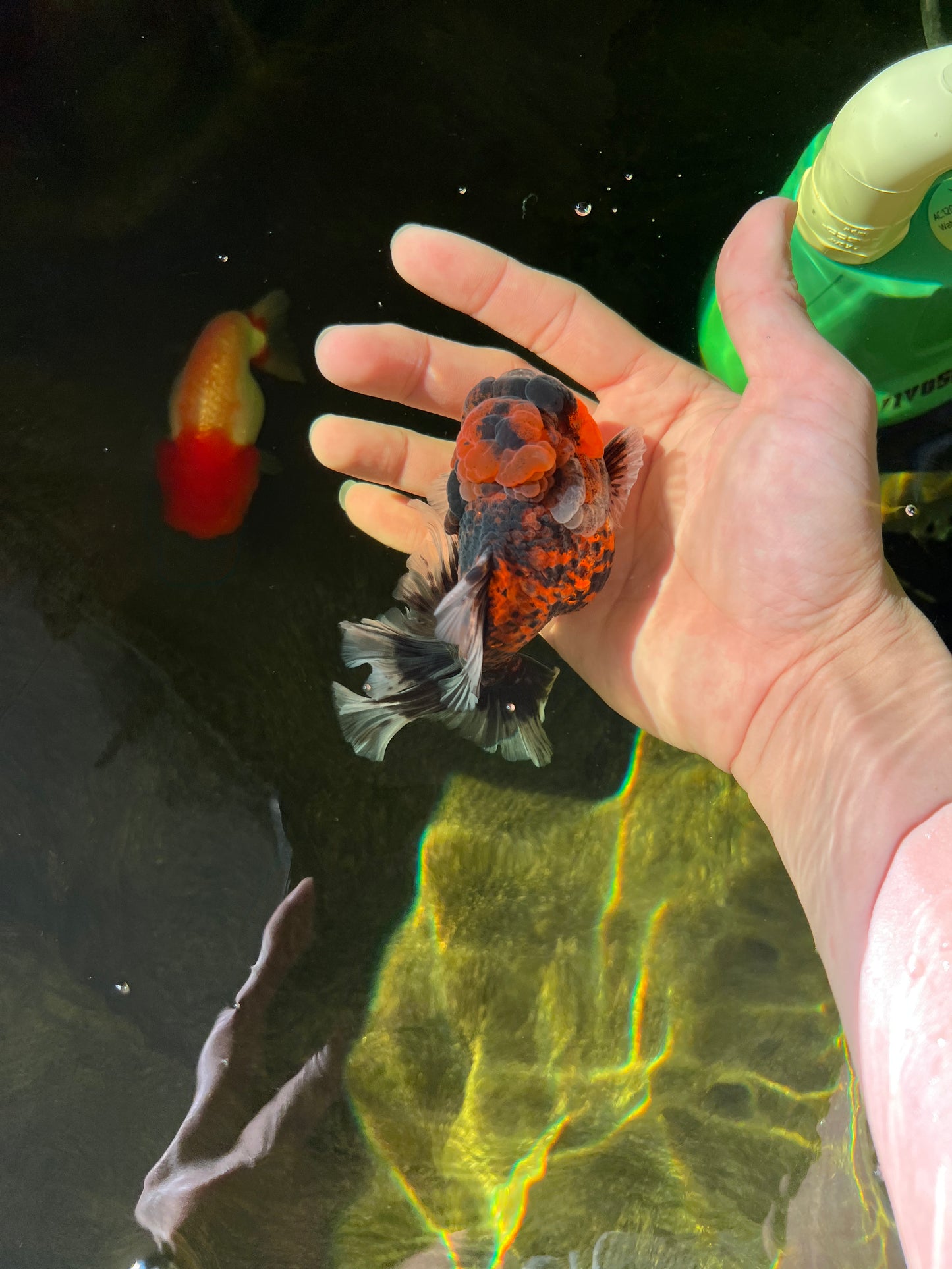 Tigre mâle Yuanbao 4 pouces #0303YB_13