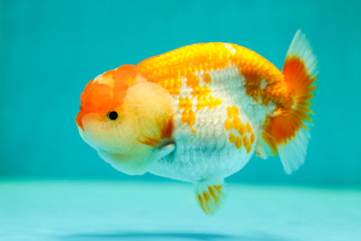 León reina rojo y blanco de 4,5 pulgadas #0421LC_10