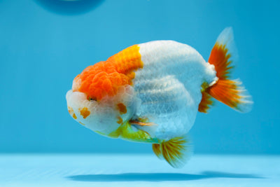 Mâle Ranchu à tête de lion AAA 5-5,5 pouces #0112RC_01