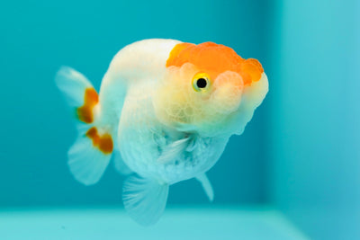 Buffalo Ranchu Femelle 3,5 pouces #0317RC_18