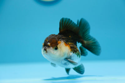 Panda Yuanbao AAA de 3,5 a 4 pulgadas, macho, n.º 1209_05