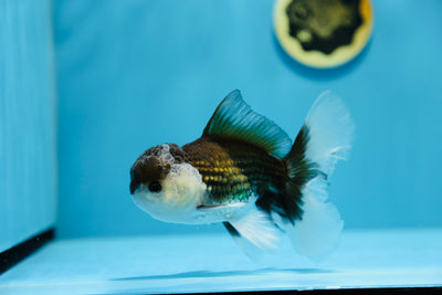 Panda Oranda Mâle 5-5,5 pouces #1201_23