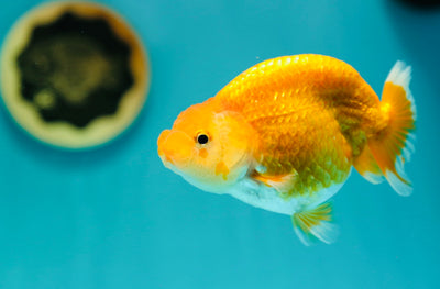 Buffle thaïlandais Ranchu Gold femelle 4-4,5 pouces #0310RC_05