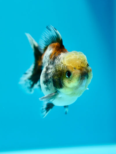 Yuanbao Calico Male 3.5inches #0203YB_08