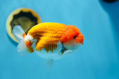 Mâle Ranchu AAA rouge et blanc 4,5 à 5 pouces #1201_06