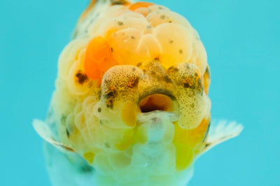 Bouledogue mâle Yuanbao de catégorie AAA 4,5 pouces #0407YB_03