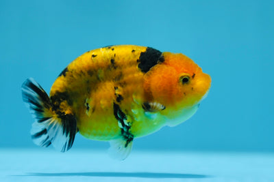 Super Tiger Lionchu 3.5-4 inches #1223RC_10