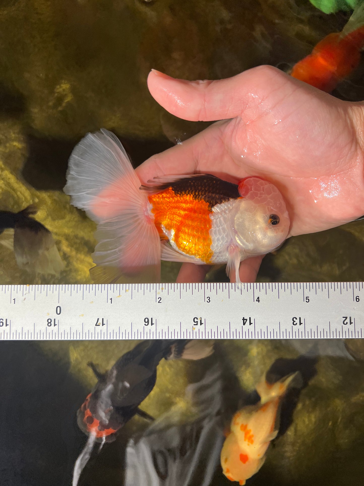 Oranda tricolore spécial 4,5-5 pouces Mâle #1211_01