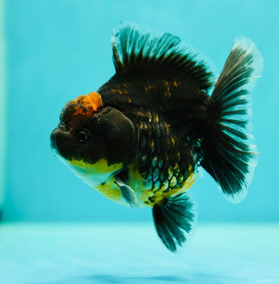 Baby Godzilla Oranda Female 4-4.5 inches #0407OR_11