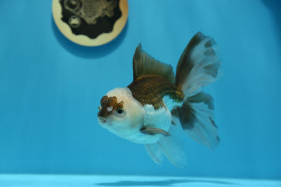Oranda Panda Mâle 4,5-5 pouces #1230OR_07