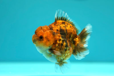 Yuanbao Tiger Male 3-3.5 inches #0217YB_03