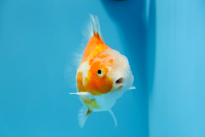 Super Yuanbao hembra de 5 a 5,5 pulgadas n.° 1118YB_01