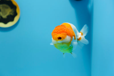 Femelle Ranchu AAA Rouge Blanc 4,5-5 pouces #1201_10