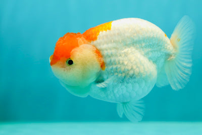 LionQueen de catégorie A 4-4,2 pouces #0331LQ_01